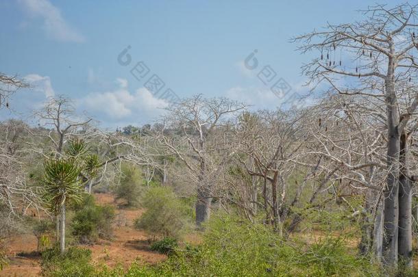 非洲的风景采用安哥拉棉<strong>毛呢</strong>,猴面包树树