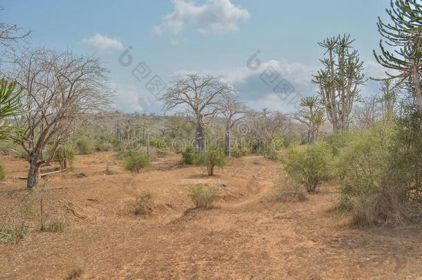 非洲的风景采用安哥拉棉毛呢,猴面包树树和仙人掌
