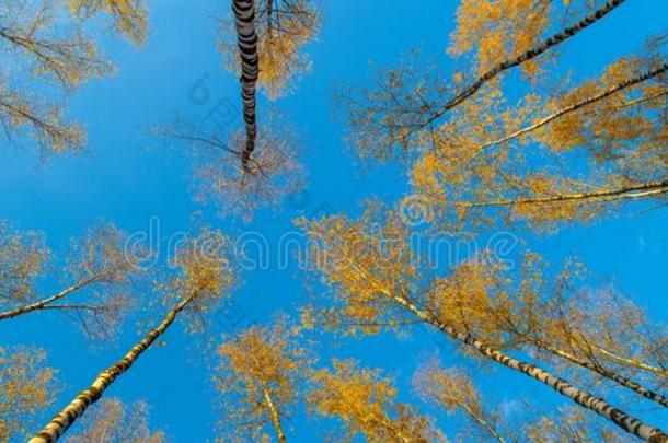 桦树看法从在下面向上地,秋,黄色的树叶.园林景观