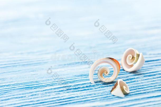 装饰的螺旋贝壳向蓝色木制的木板背景