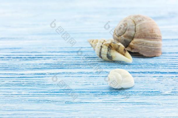 海蜗牛壳向描画的蓝色<strong>破旧</strong>的木制的表面