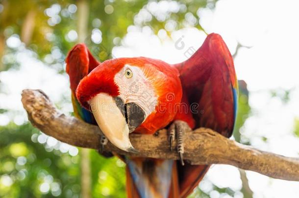 闹着玩的有样子的斯卡利特职业名称金刚鹦鹉鸟鹦鹉采用金刚鹦鹉Mounta采用,Colombia哥伦比亚