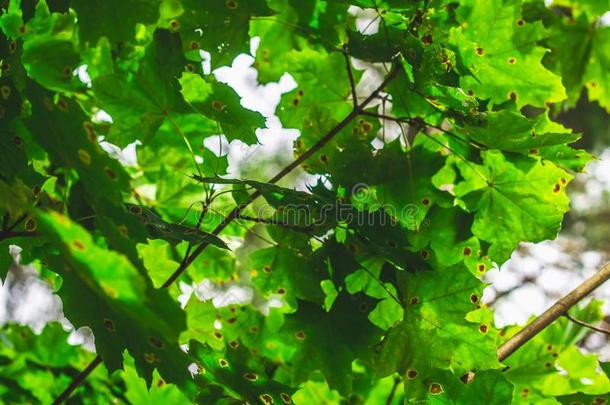 绿色的枫树树叶阳光背景.夏,秋.