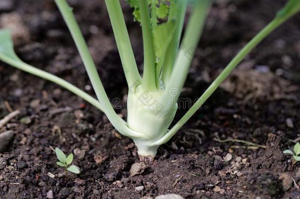 年幼的芜青甘蓝植物采用一g一rden床