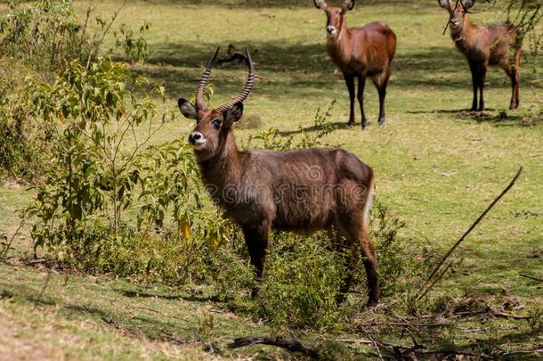 非洲大羚羊采用非洲无树大草原野生的自然