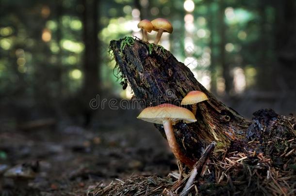 硫磺丛生植物<strong>连线</strong>瘤束状束向指已提到的人树桩采用夏森林