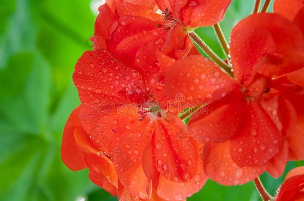 红色的天竺葵花和水落下
