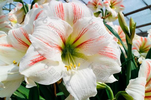 白色的和粉红色的条纹石蒜科孤挺花属植物花关-在上面.