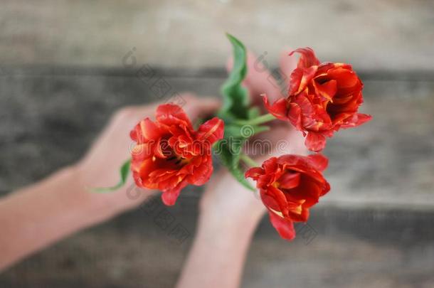 手和花束关于春季红色的郁金香越过乡村的木制的后面