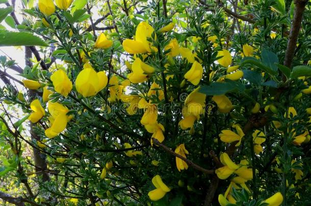 扫帚采用花和明亮的黄色的花
