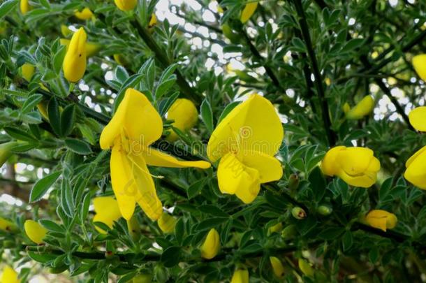 扫帚采用花和明亮的黄色的花.关在上面