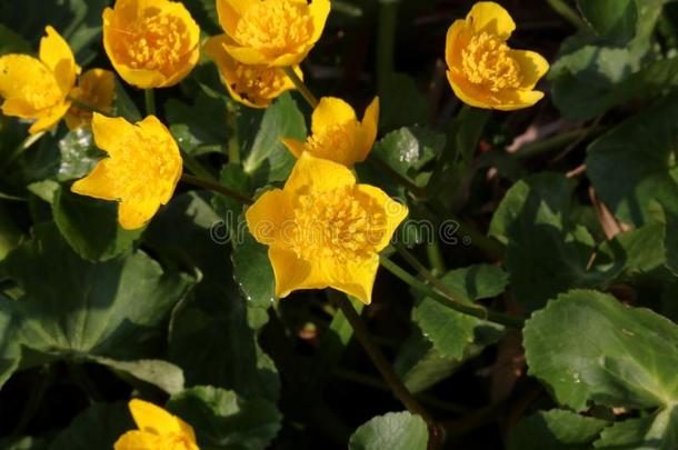 沼泽万寿菊采用花和明亮的黄色的花.关在上面.