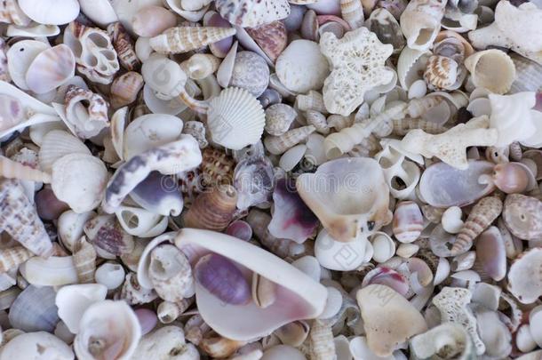 一多样关于贝壳.软体动物富有色彩的壳.海中软体动物的壳文本