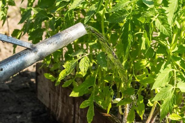 老的花园洒水aux.能够和洒水关于番茄刚出芽的幼苗