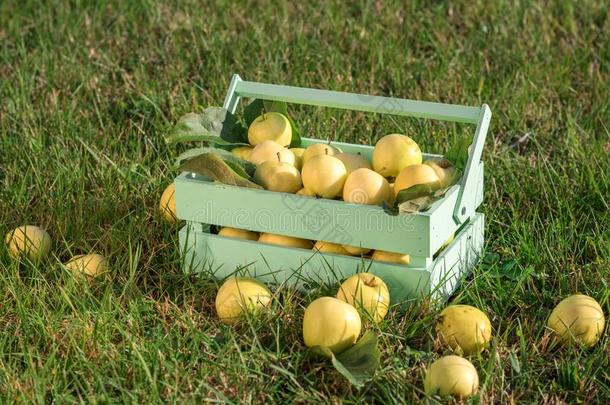 柳条篮和黄色的苹果采用指已提到的人花园.