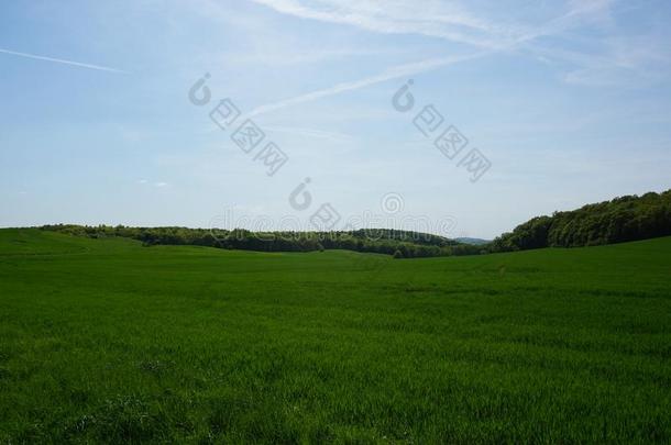 绿色的草地,乡村,农业<strong>养</strong>殖,<strong>春季</strong>风景