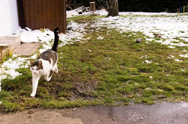 猫采用指已提到的人花园是（be的三单形式runn采用g从指已提到的人雪