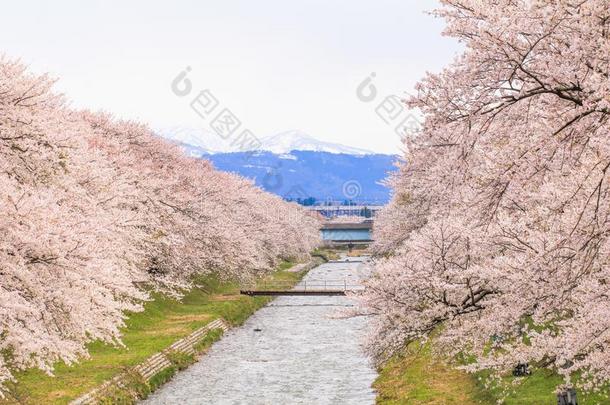 樱<strong>桃花树</strong>或樱花一起指已提到的人银行关于富川河