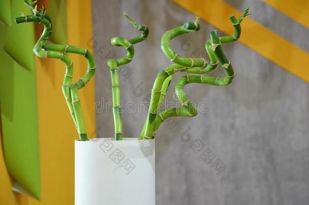 生态学背景和num.三竹子茎采用装饰瓶向白色的背