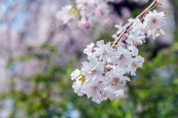 樱花樱桃花树采用你要去哪？公园黑色亮漆