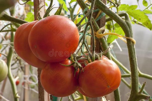 树枝和红色的番茄采用指已提到的人温室