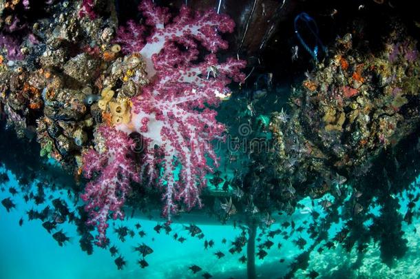 软的珊瑚种植在下面不固定的码头采用王侯安帕特