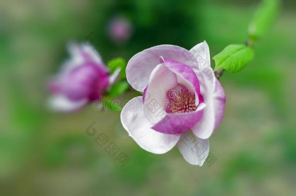 木兰树采用花美丽的紫色的花采用spr采用g.