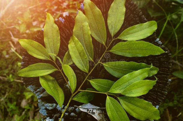 樟属植物叶子,热带的叶子,热带的调味品,热带的因格雷