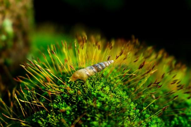 金蜗牛向苔藓
