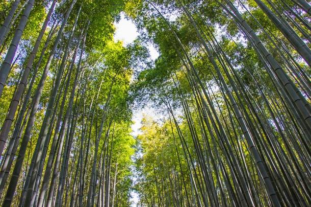 阿拉山山<strong>竹子</strong>小树林向阳光背景采用京都
