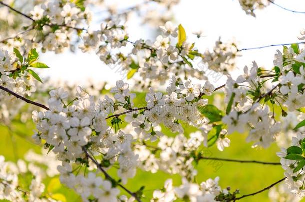 阳光光束发出光通过树枝和白色的樱桃花