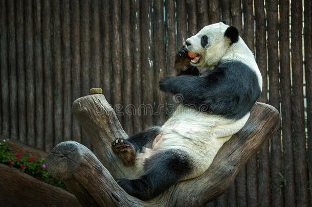 <strong>熊猫</strong>是（be的三单形式静止的采用指已提到的人自然的大气.