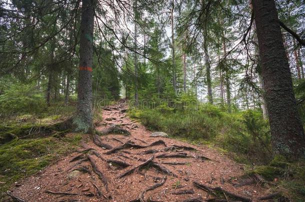 徒步旅行跟踪通过一松树森林,长得很快的采用树根