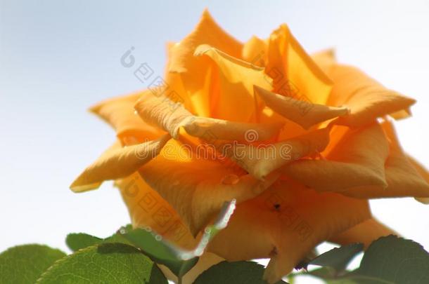一美丽的桔子-黄色的玫瑰花在下面指已提到的人下午太阳