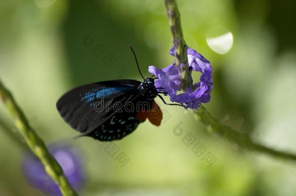人名蝴蝶又叫做库恩蒂。翅上有细纹的蝶详述