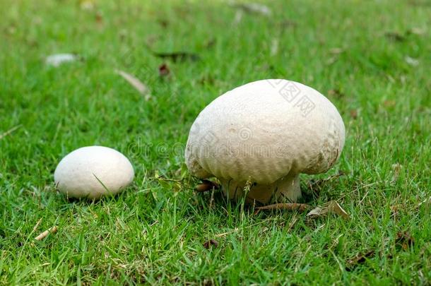 马勃属吉甘迪亚蘑菇巨人马勃采用草地.巨人puffb