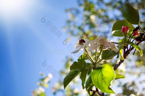 蜂蜜蜜蜂采用花园收集花蜜从花关于bloom采用g树