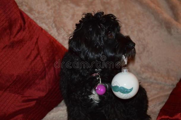 cockerspaniel-poodlemix-breeddog一种英国的小猎犬-混种狮子狗小玩意