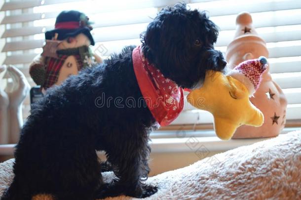 cockerspaniel-poodlemix-breeddog一种英国的小猎<strong>犬</strong>-混种<strong>狮子</strong>狗圣诞节玩具