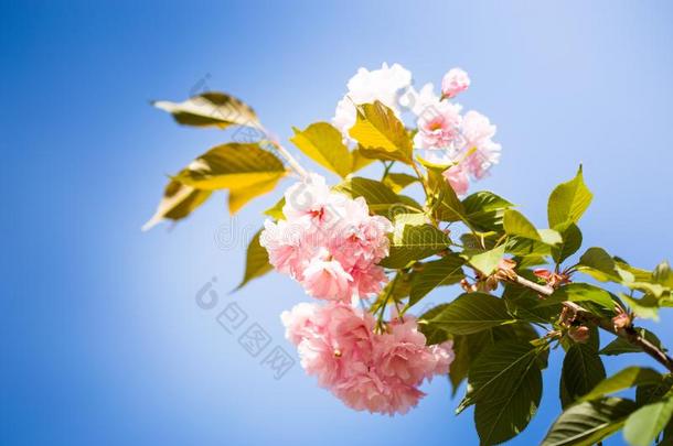 樱桃花树,自然和春季时间背景.粉红色的SaudiArabia沙特阿拉伯