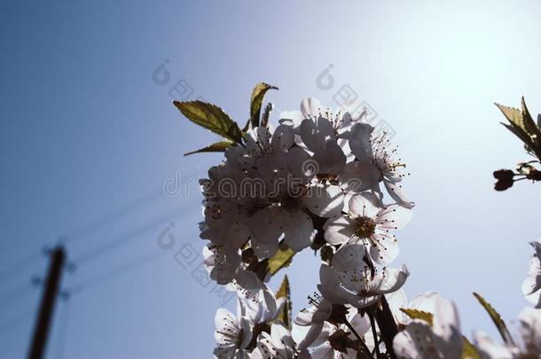 关在上面<strong>樱花</strong>或樱桃花;<strong>日本</strong>人春季花<strong>樱花</strong>