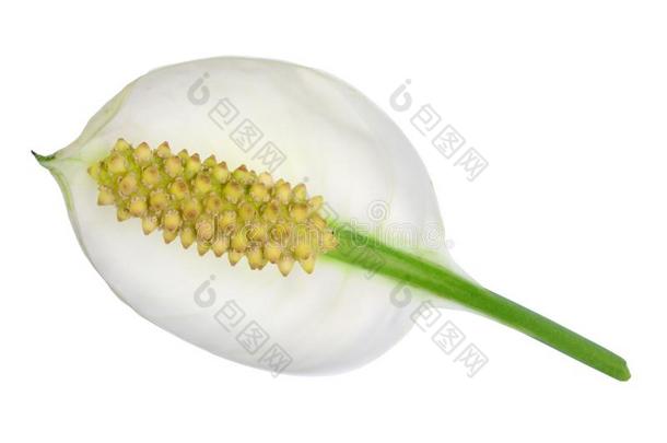 白色的花海芋属植物百合花和一黄色的开花里面的-英语字母表的第12个字母ikebana插花