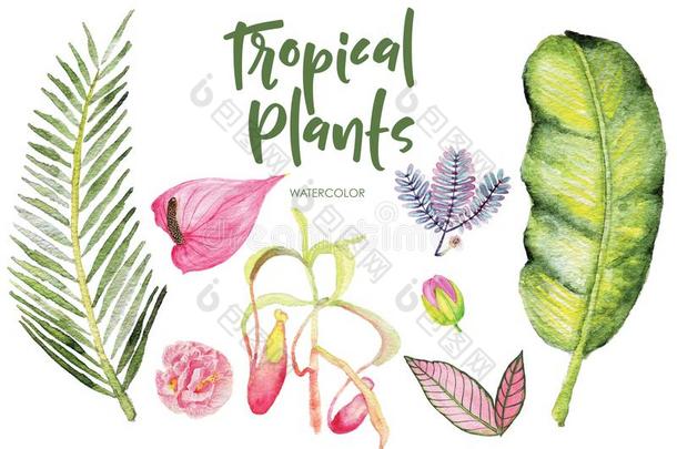 水彩热带的植物隔离的剪贴画向白色的背景.