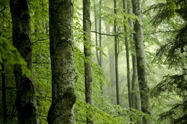 山毛榉多雾的森林和大的树干采用前景