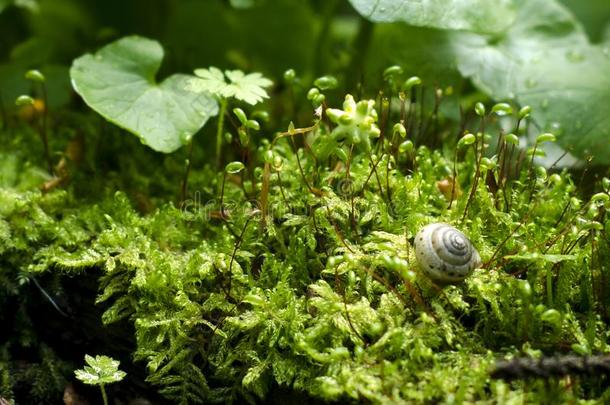 小的蜗牛向新鲜的绿色的树叶大量的和水珠