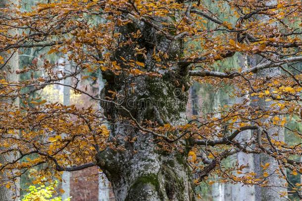 宏伟的巨大的山毛榉树采用秋