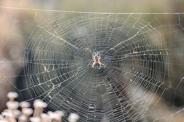 蜘蛛和他的网络自然,蜘蛛,水珠,网,宏指令,蜘蛛网,cob蜘蛛网,