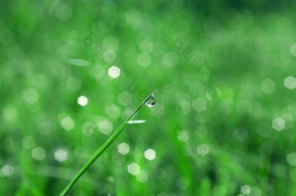 自然的绿色的背景.小滴关于水珠向指已提到的人草.