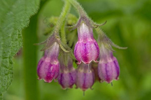 关-在上面关于<strong>紫</strong>草科植物花,精心选择的集中黑草关于ficinal