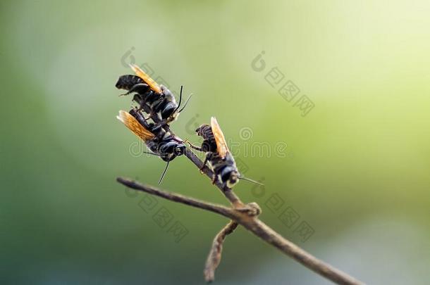 两栖动物,动物,动物es,动物s,动物wildlife,长角牛,